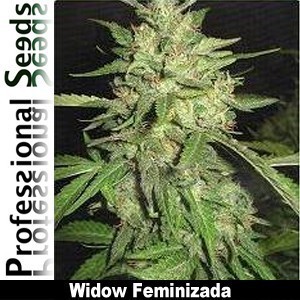 Professional Seeds - Widow (fem.) 03435