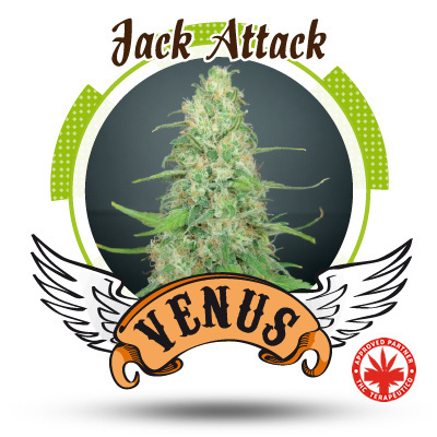 Venus Genetics Seeds - Jack Attack (fem.) VG6