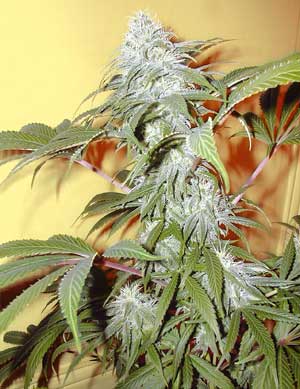 The Flying Dutchmen - Pineapple Punch (reg.) 01841