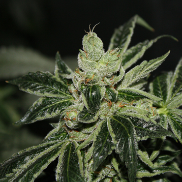 T.H. Seeds - Darkstar Kush (reg.) 08047