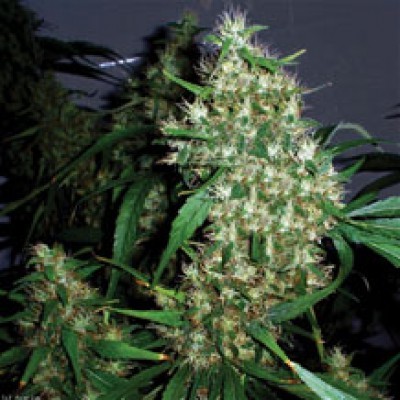 Amaranta Seeds - Amaranta Critical (fem.) 01068