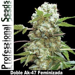 Professional Seeds - Doble Ak-47 (fem.) 03424