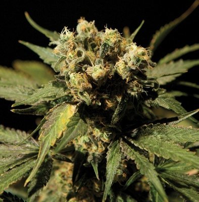 The Bulldog Seeds - White Widow (fem.) 03672