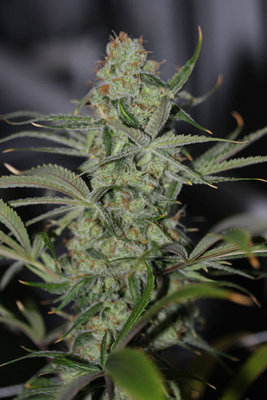 TGA Subcool Seeds - Galactic Jack (reg.) 04409