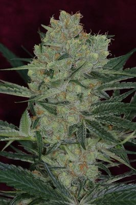 TGA Subcool Seeds - Cheese Quake (reg.) 04398