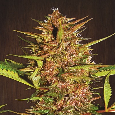 Ace Seeds - Pakistan Chitral Kush (fem.) 08195