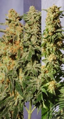 Kannabia Seeds - Crystal Mix (fem.) 01570