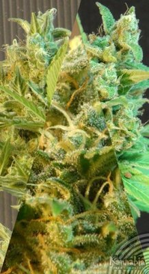 Kannabia Seeds - Sativa Auto Mix (auto/fem.) 01585