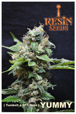 Resin Seeds - Yummy (reg.) 04022