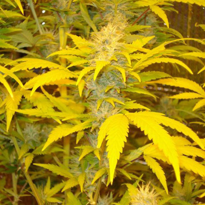 Nirvana Seeds - Jock Horror (reg.) 04899