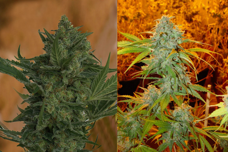 Resin Seeds - Critical Haze (fem.)