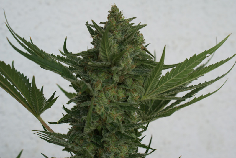 Resin Seeds - Critical Haze (fem.)
