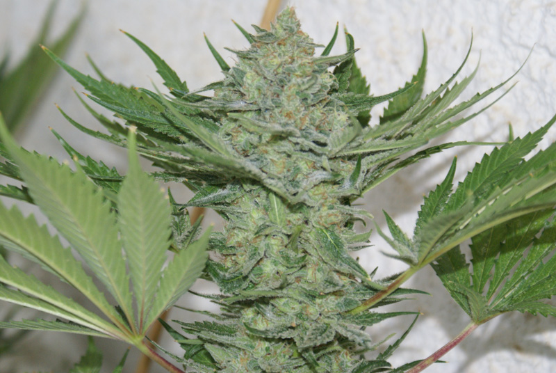 Resin Seeds - Critical Haze (fem.)