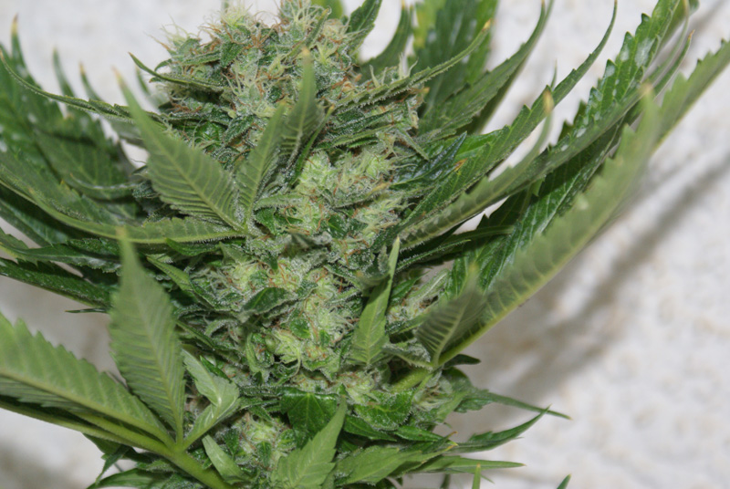 Resin Seeds - Sour P (fem.)