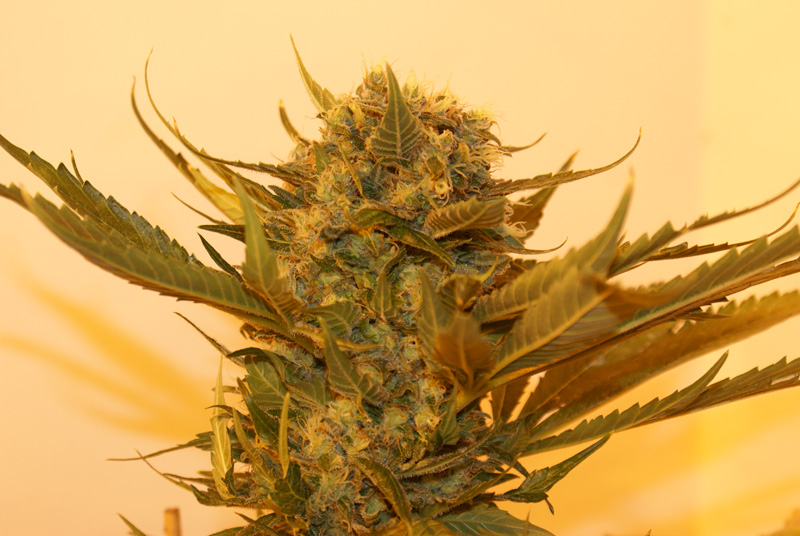 Resin Seeds - Sour P (fem.)
