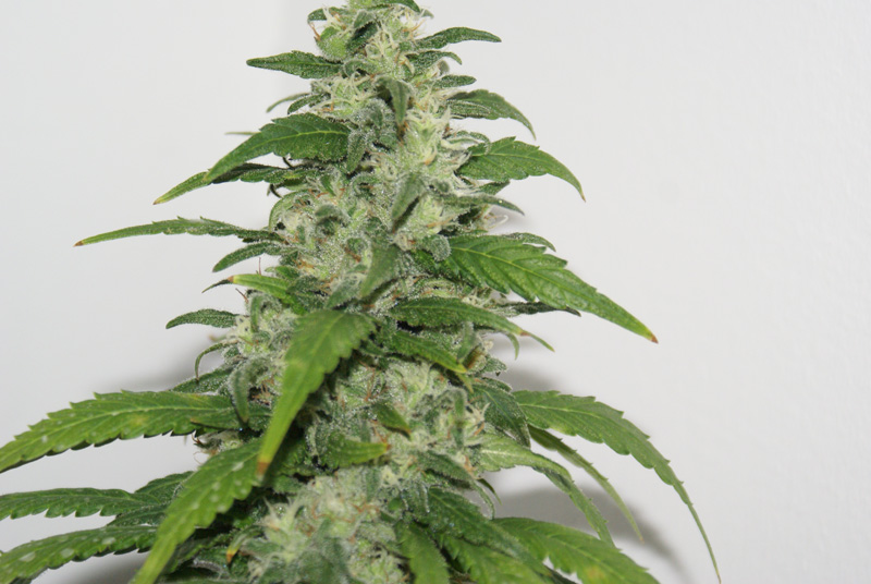 Resin Seeds - Yummy (fem.)