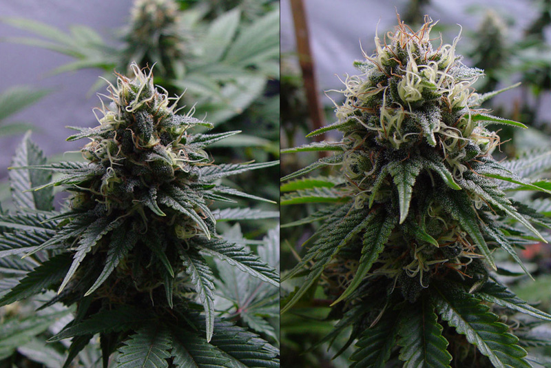 Resin Seeds - Yummy (fem.)