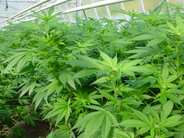 Mr. Nice Seeds - Spice (reg.)