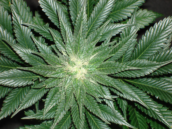 Mr. Nice Seeds - Spice (reg.)