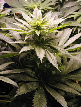 Mr. Nice Seeds - Spice (reg.)