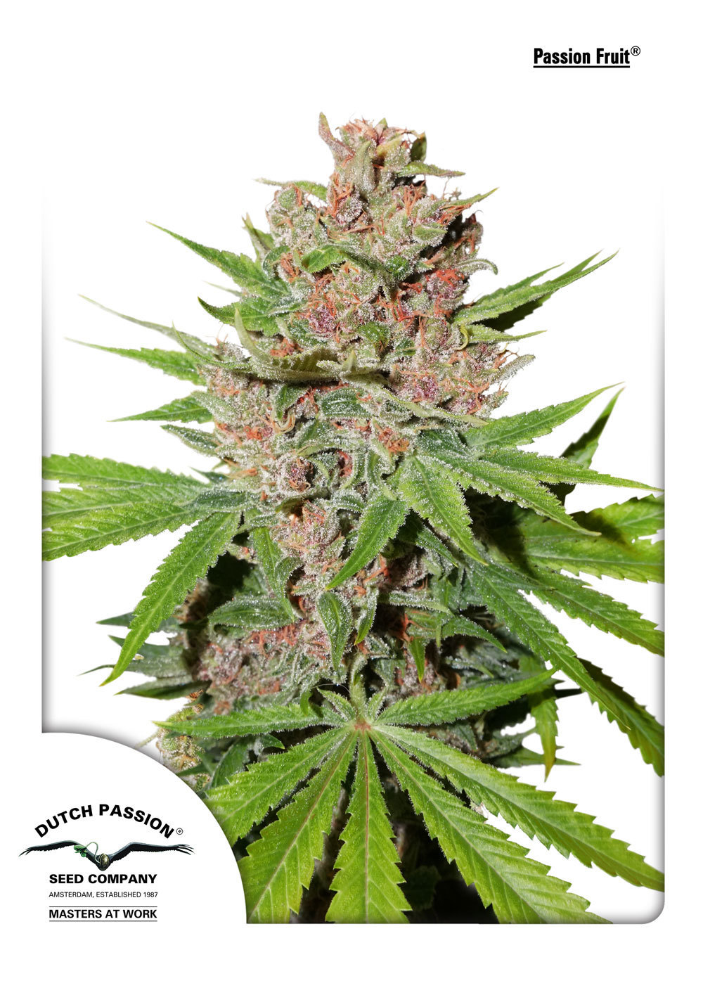Dutch Passion - Passion Fruit (fem.)