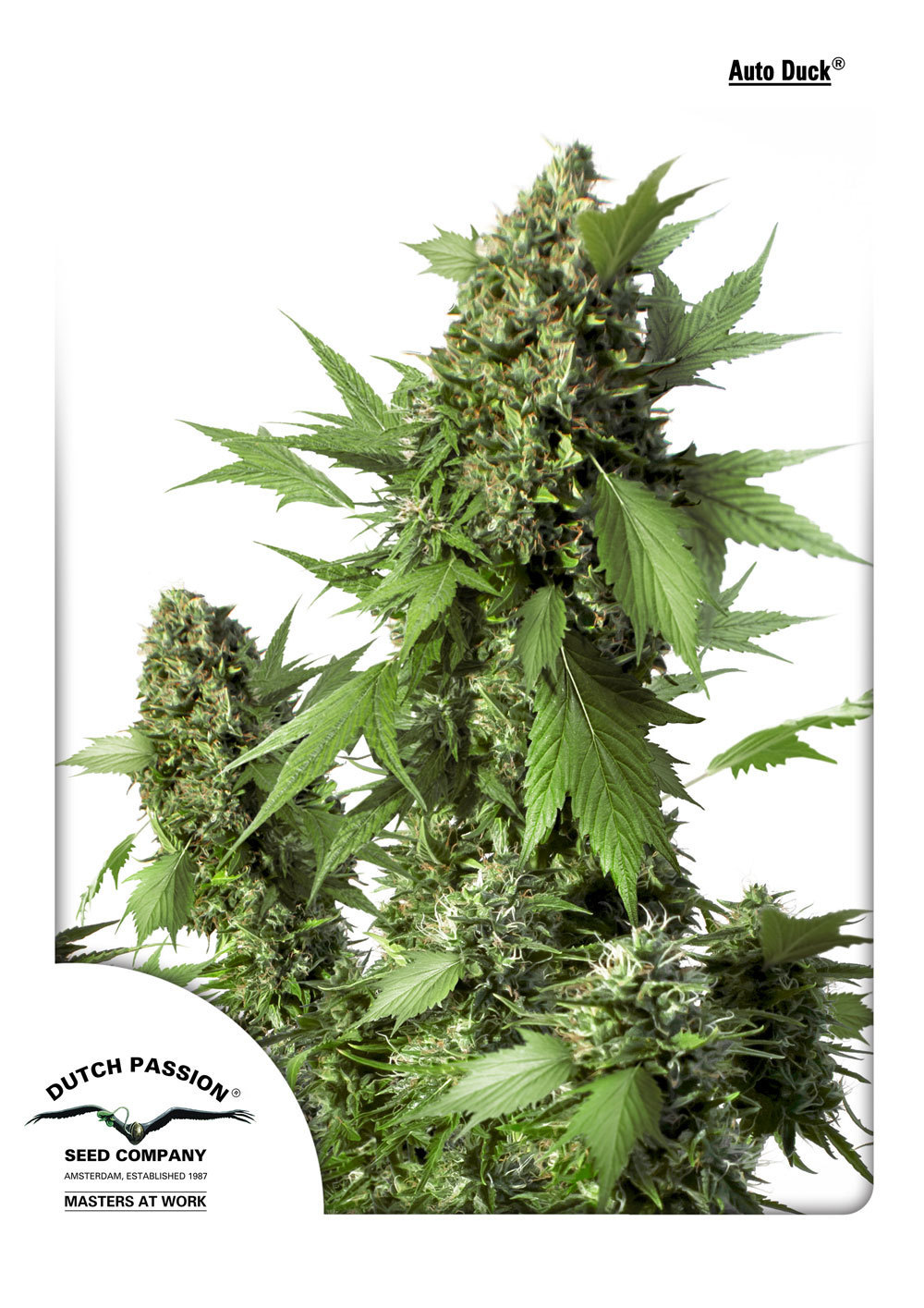 Dutch Passion - Auto Duck (auto/fem.)