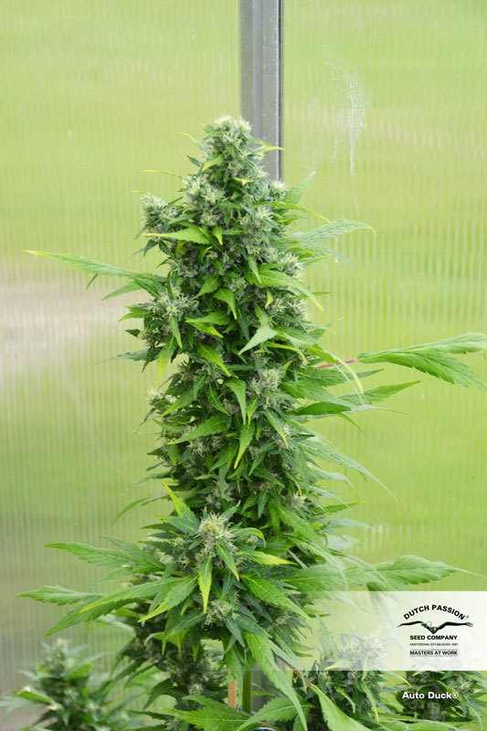 Dutch Passion - Auto Duck (auto/fem.)