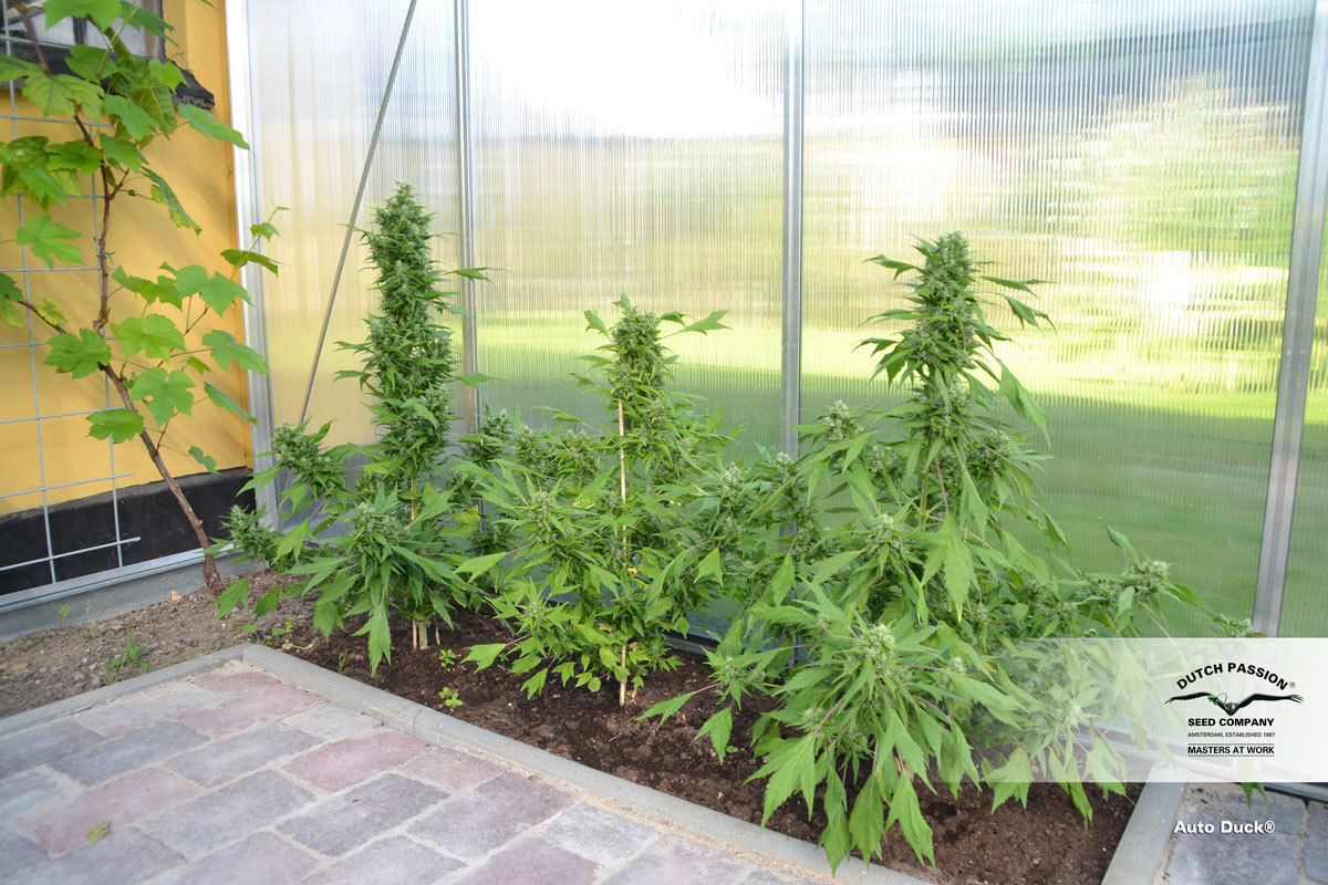 Dutch Passion - Auto Duck (auto/fem.)