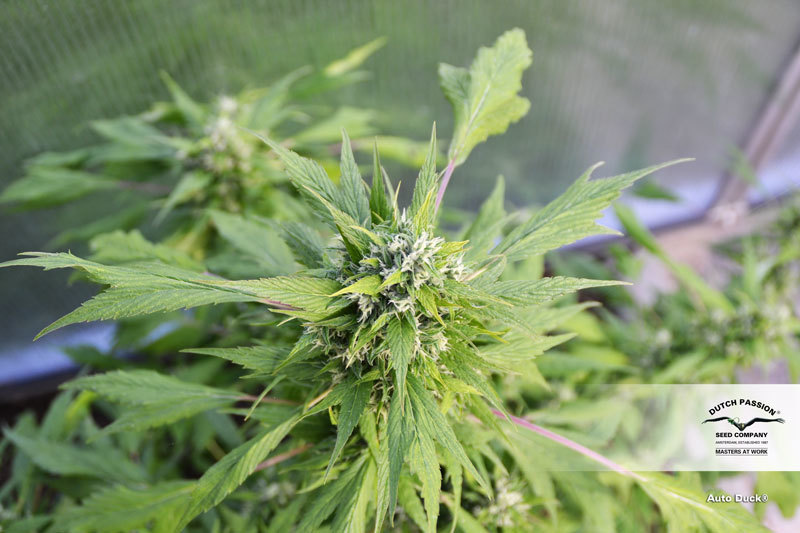 Dutch Passion - Auto Duck (auto/fem.)