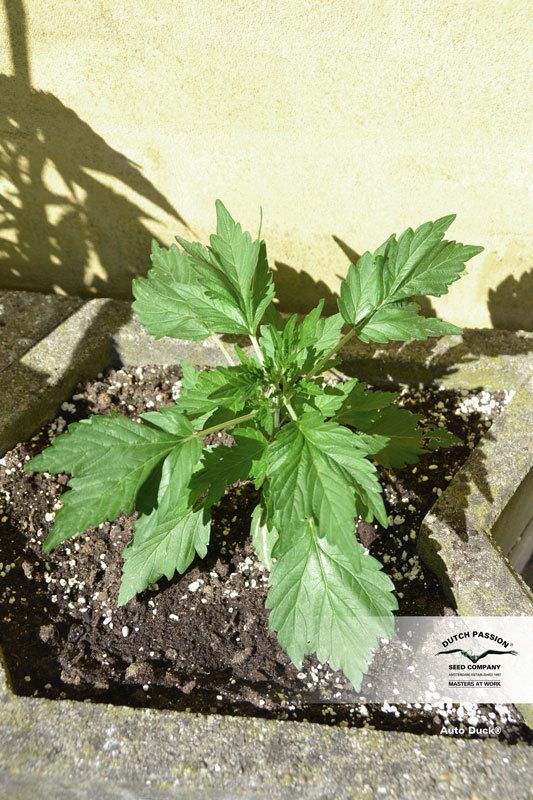 Dutch Passion - Auto Duck (auto/fem.)