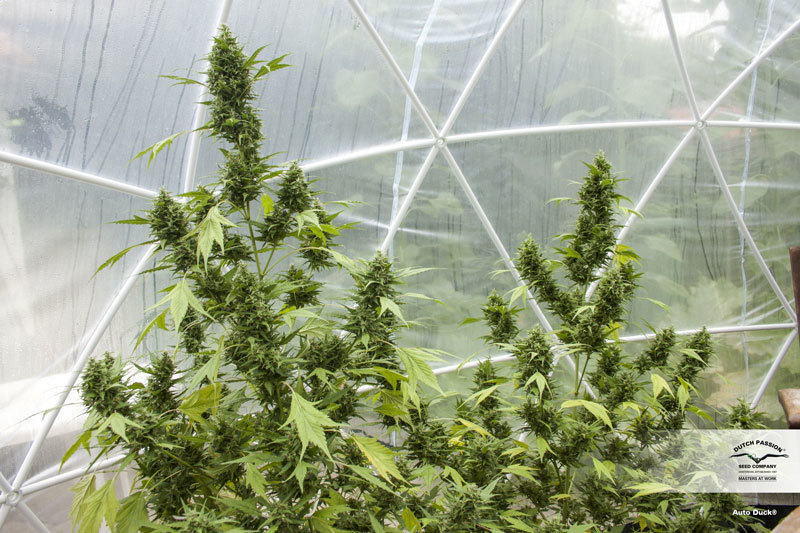 Dutch Passion - Auto Duck (auto/fem.)
