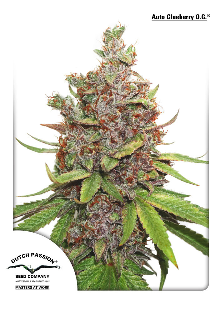 Dutch Passion - Auto Glueberry O.G. (auto/fem.)