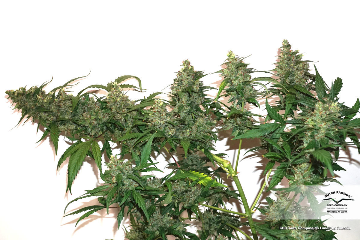 Dutch Passion - CBD Auto Compassion Lime (auto/fem.)