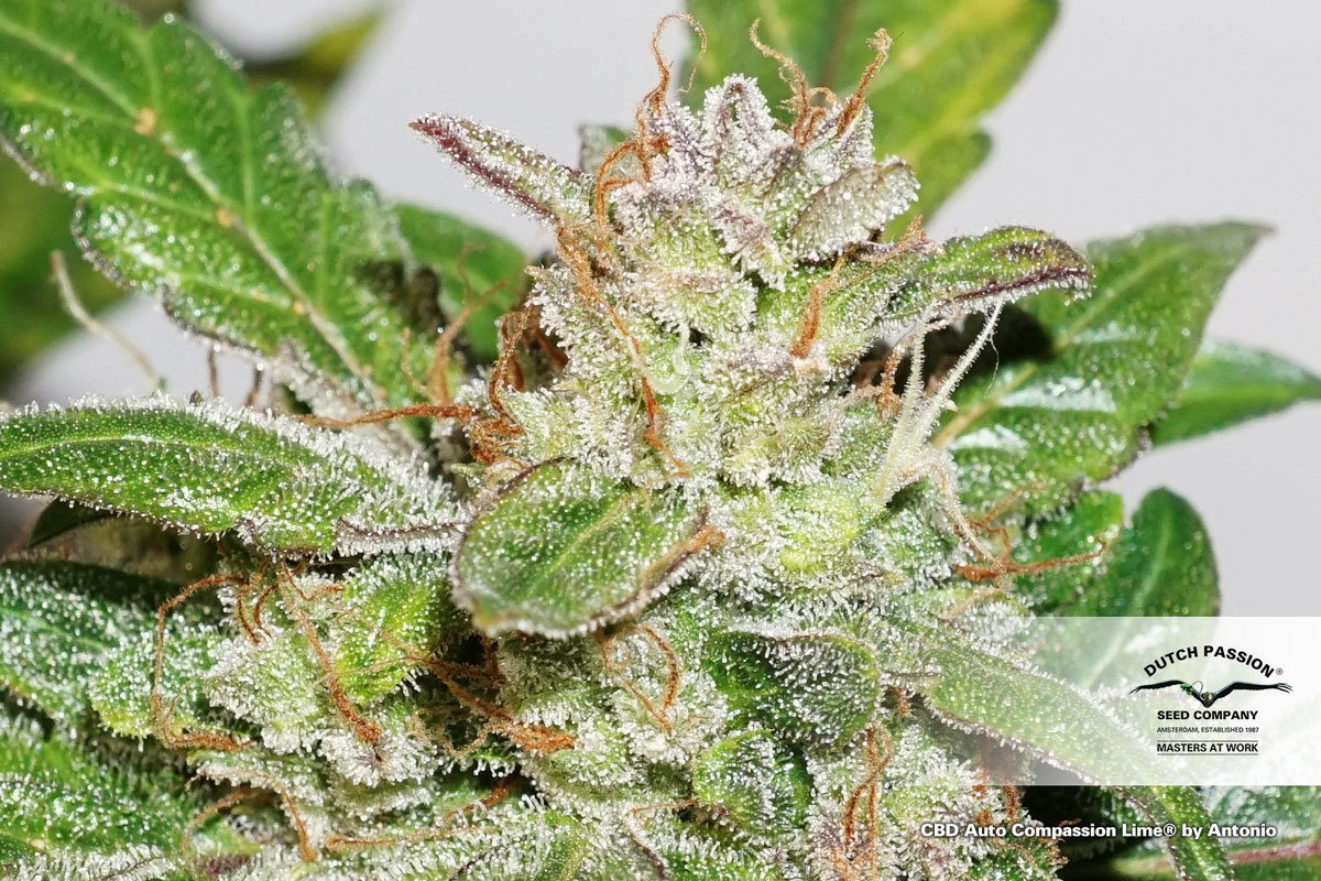 Dutch Passion - CBD Auto Compassion Lime (auto/fem.)
