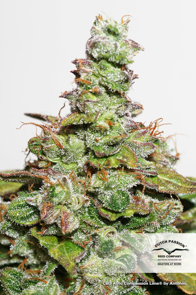 Dutch Passion - CBD Auto Compassion Lime (auto/fem.)