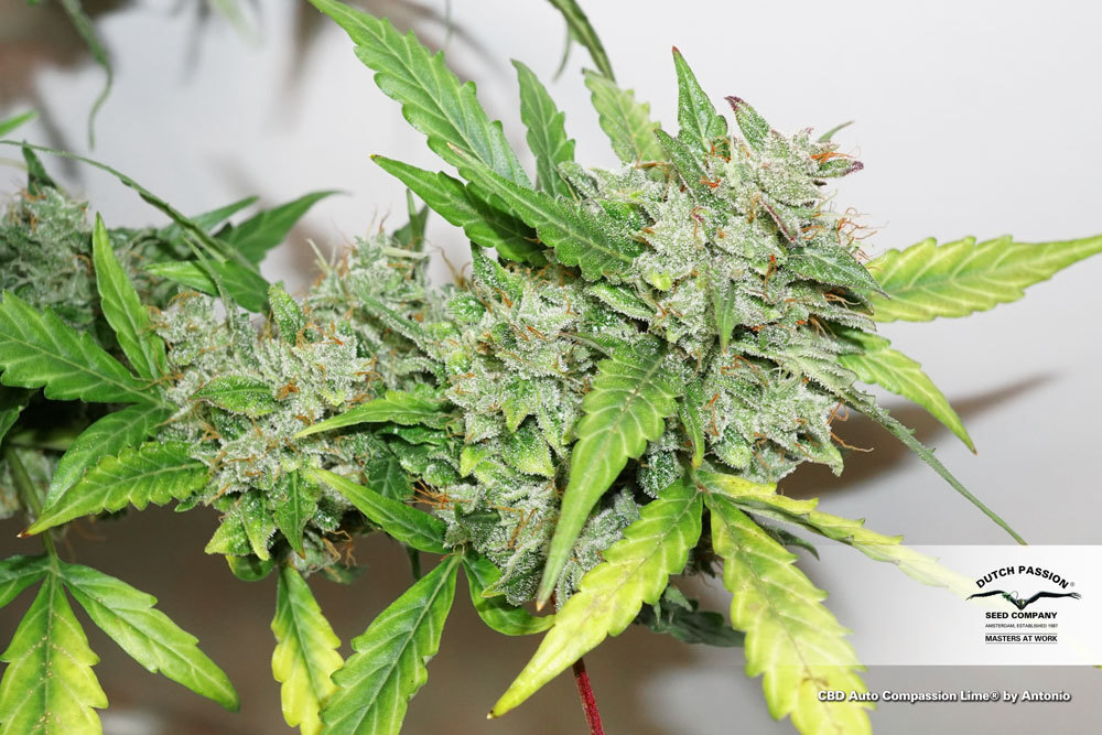 Dutch Passion - CBD Auto Compassion Lime (auto/fem.)