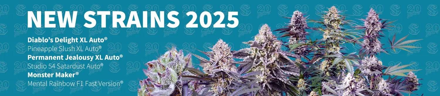 Акция на Sweet Seeds в Toro Growshop
