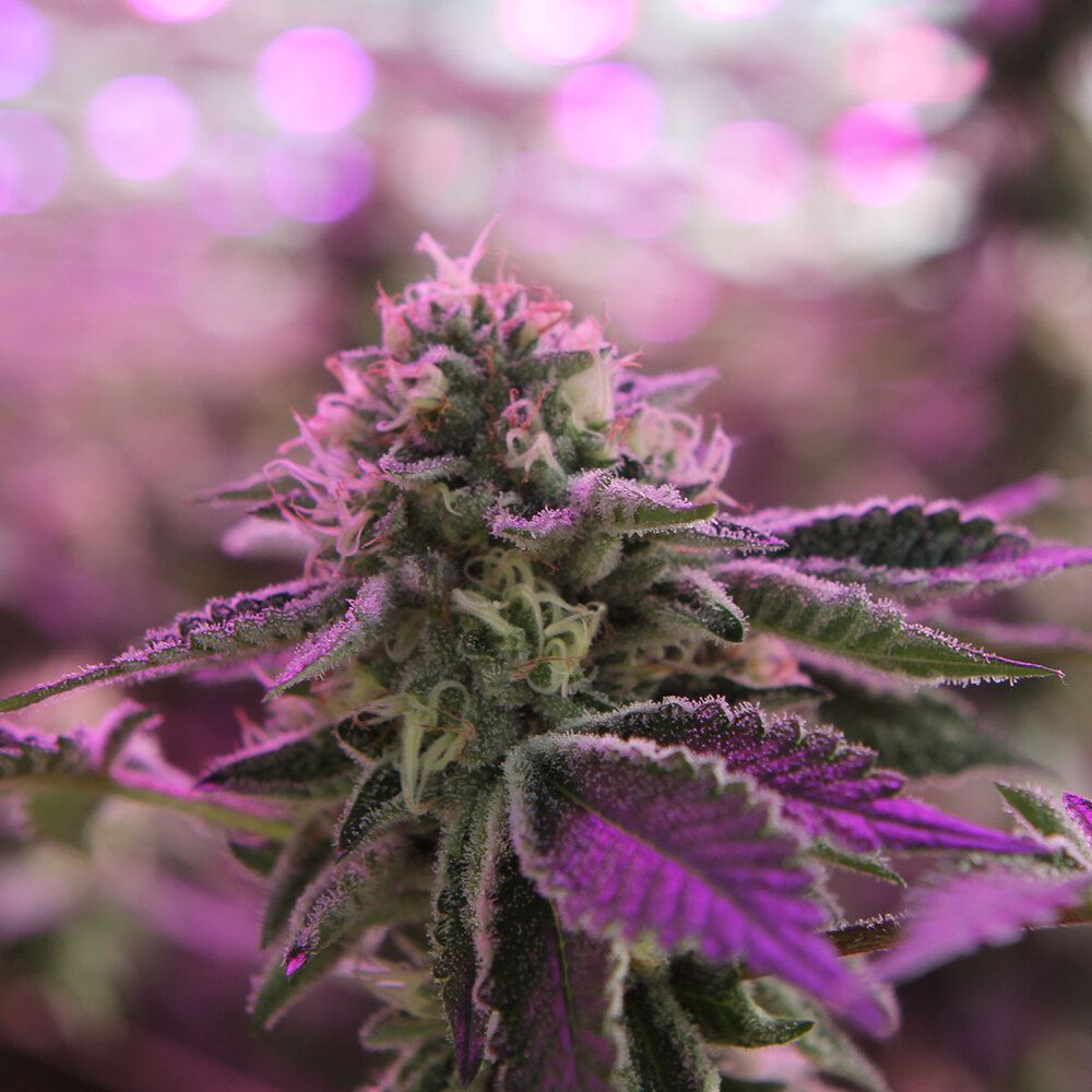 Barney's Farm - RS11 X Banana OG (fem.)
