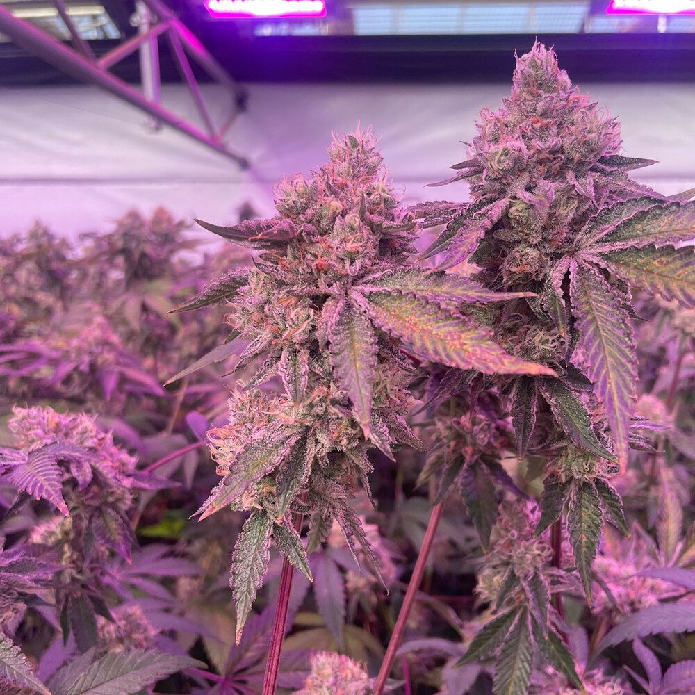 Barney's Farm - RS11 X Banana OG (fem.)