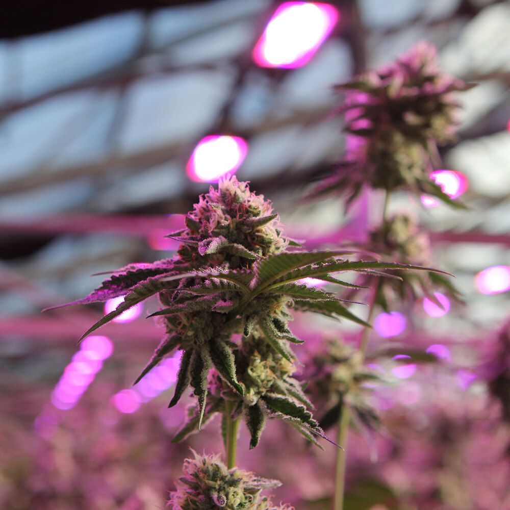 Barney's Farm - RS11 X Banana OG (fem.)