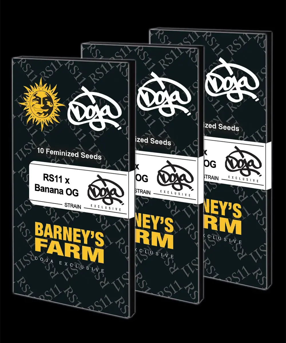 Barney's Farm - RS11 X Banana OG (fem.)