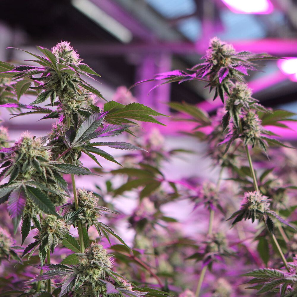 Barney's Farm - RS11 X Banana OG (fem.)