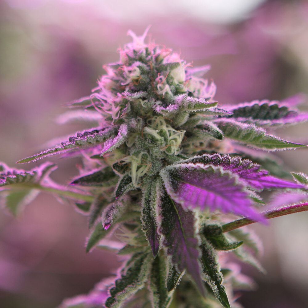 Barney's Farm - RS11 X Banana OG (fem.)