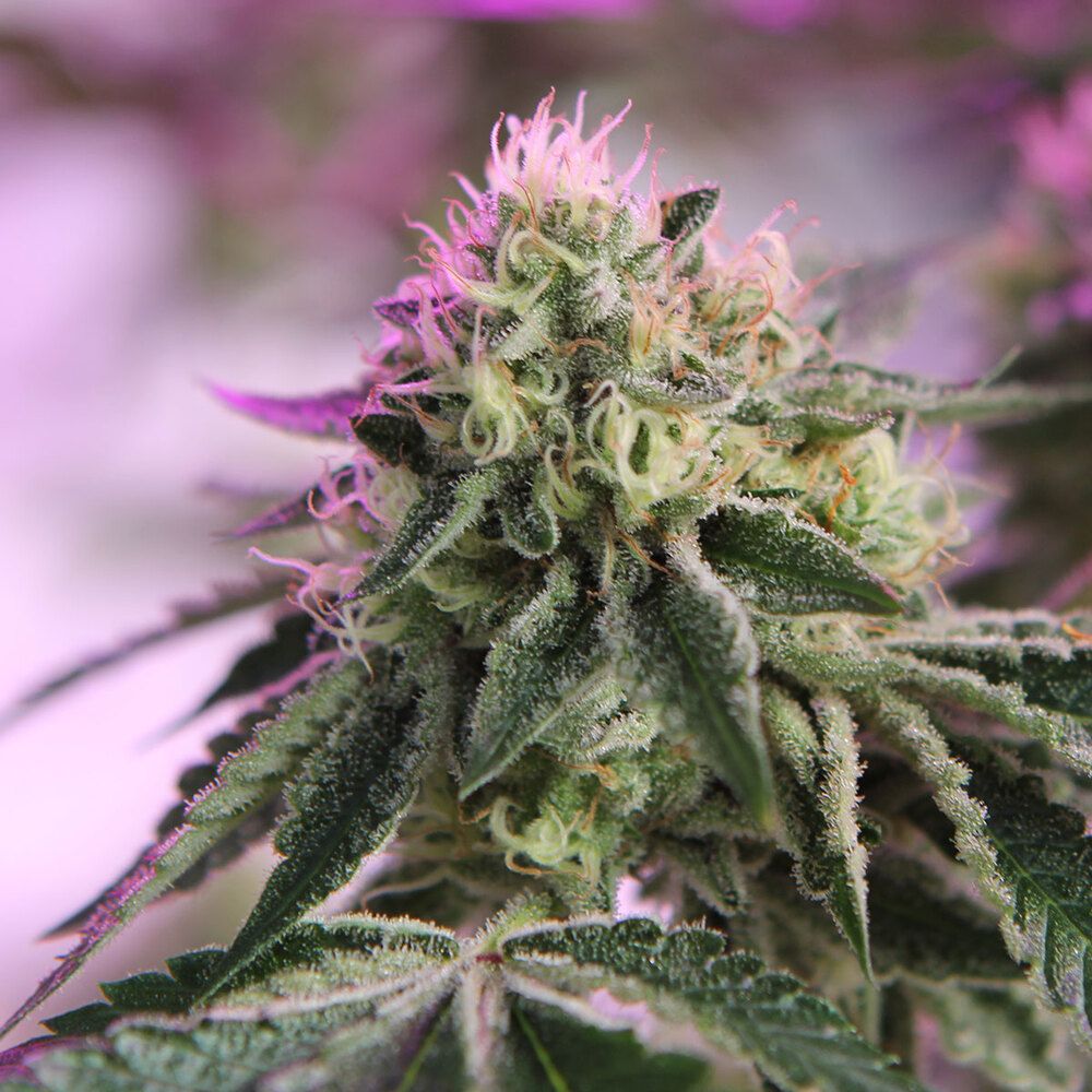 Barney's Farm - RS11 X Banana OG (fem.)