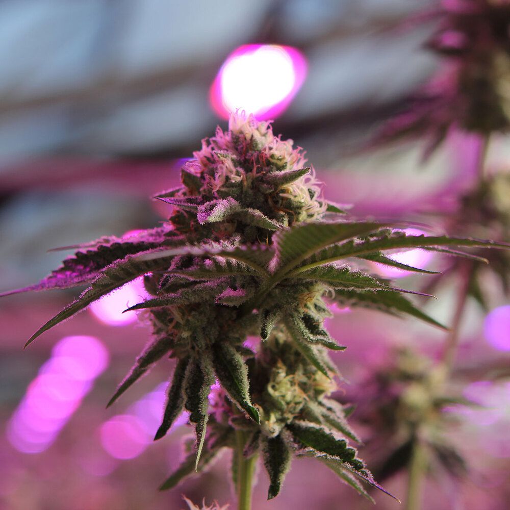 Barney's Farm - RS11 X Banana OG (fem.)