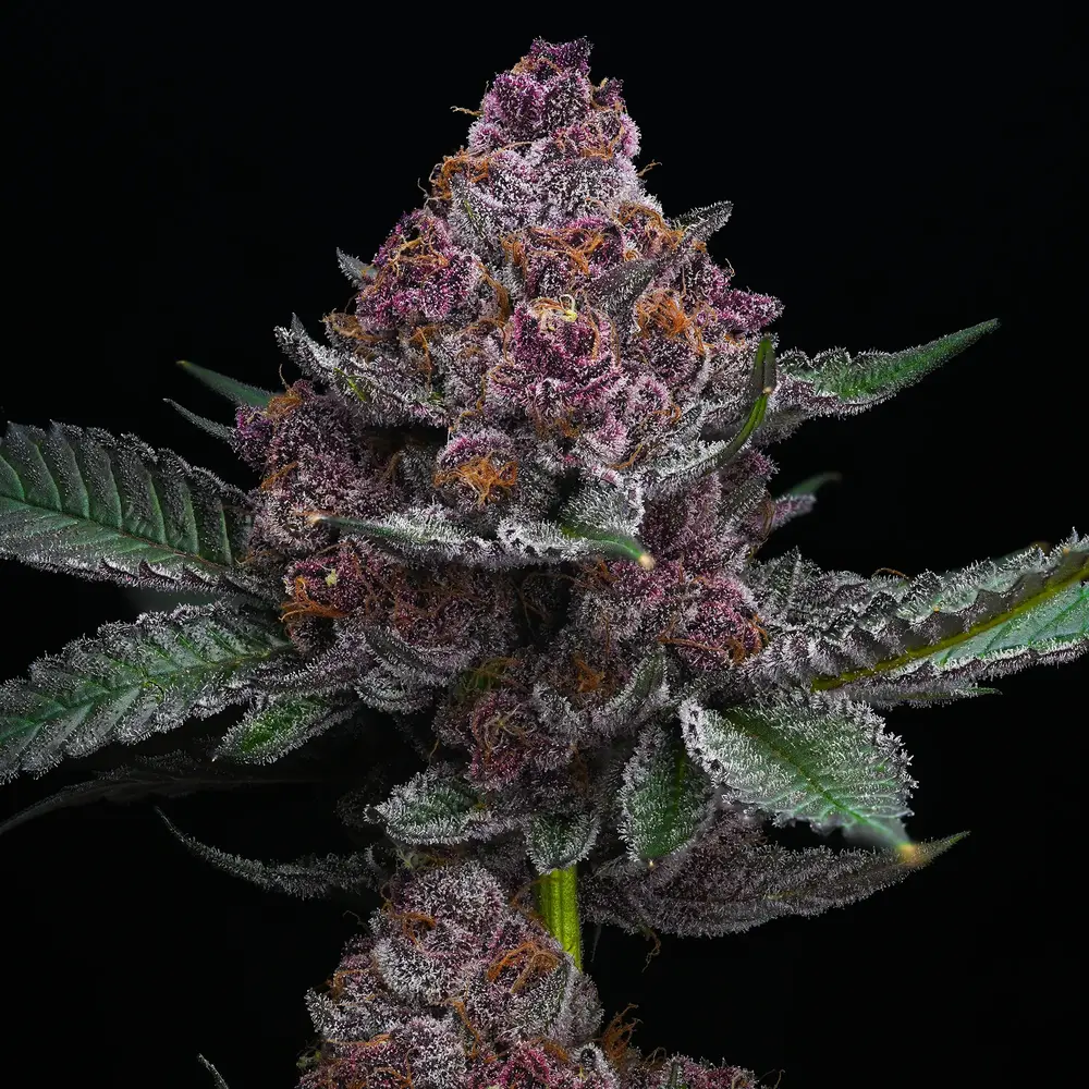 Barney's Farm - Cherry Poppers (fem.)