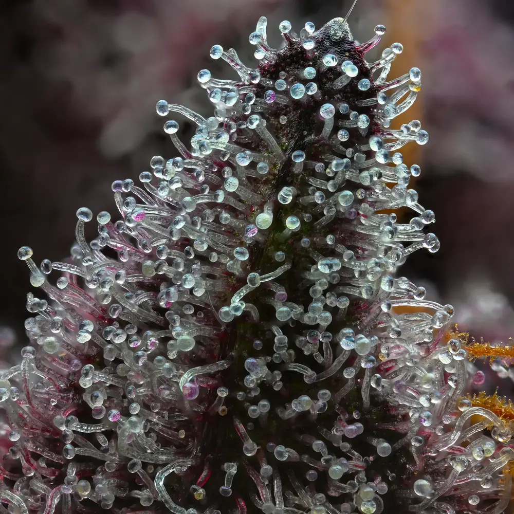 Barney's Farm - Cherry Poppers (fem.)