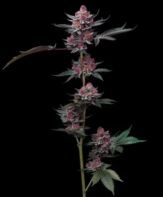 Barney's Farm - Cherry Poppers (fem.) 10165