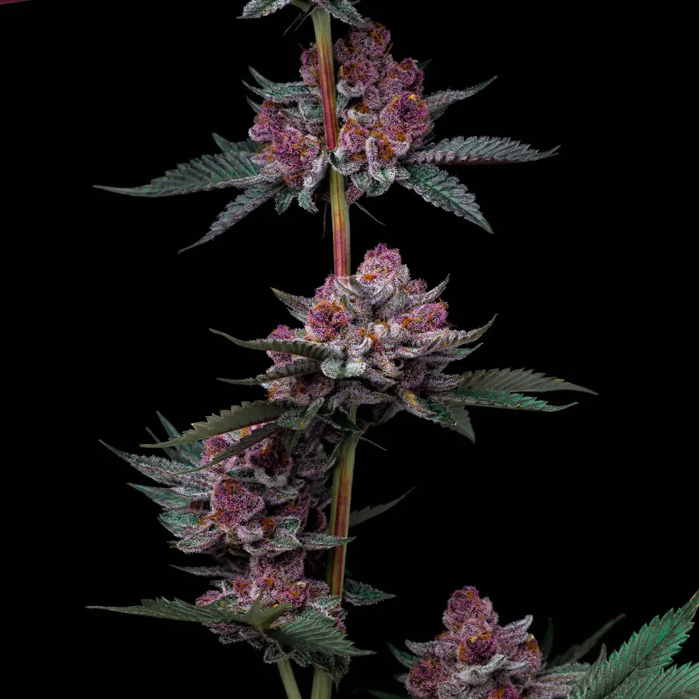 Barney's Farm - Cherry Poppers (fem.)