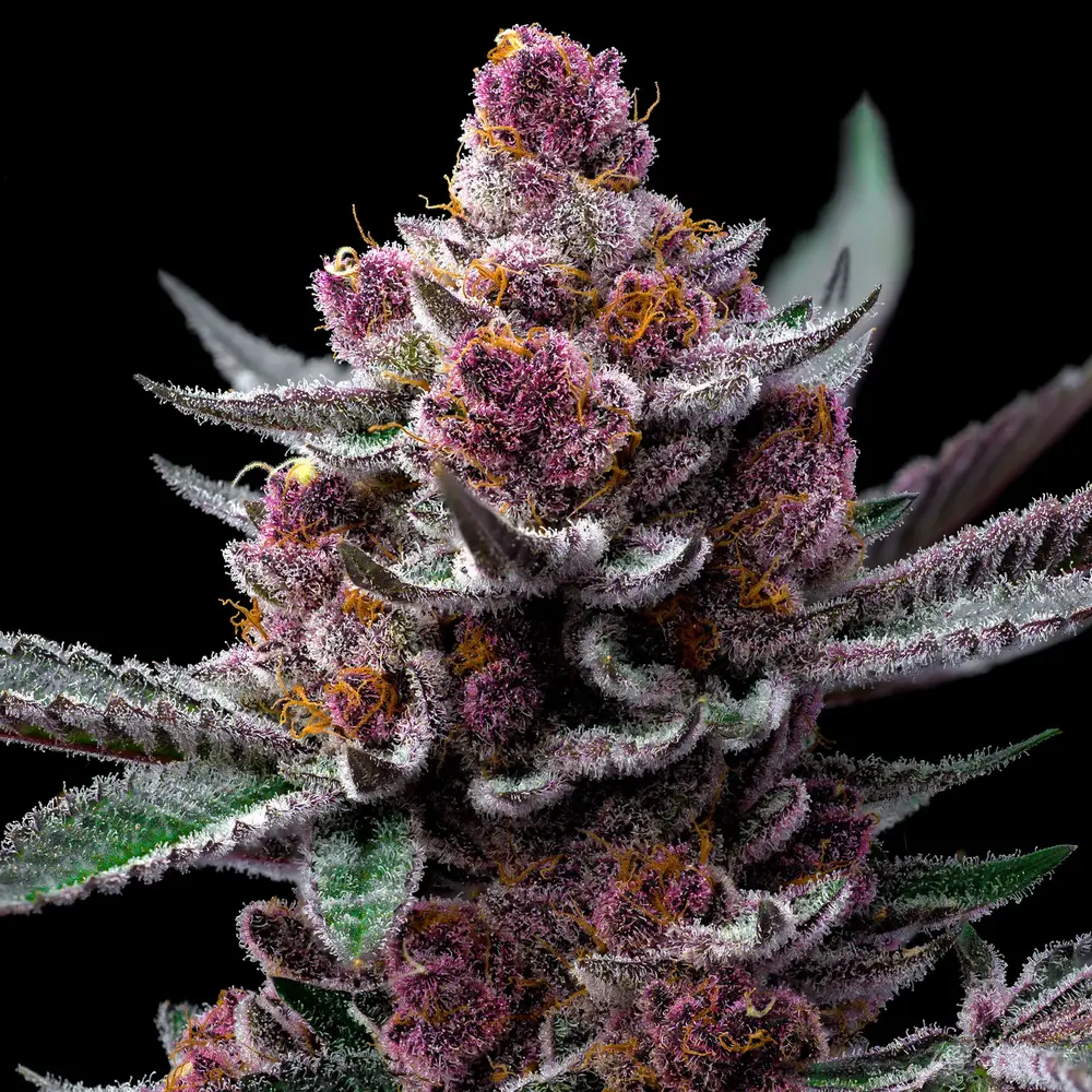 Barney's Farm - Cherry Poppers (fem.)
